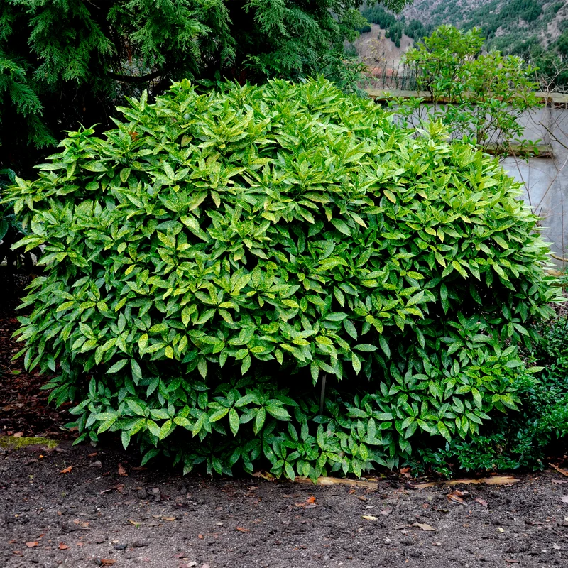 Aucuba du Japon Variegata
