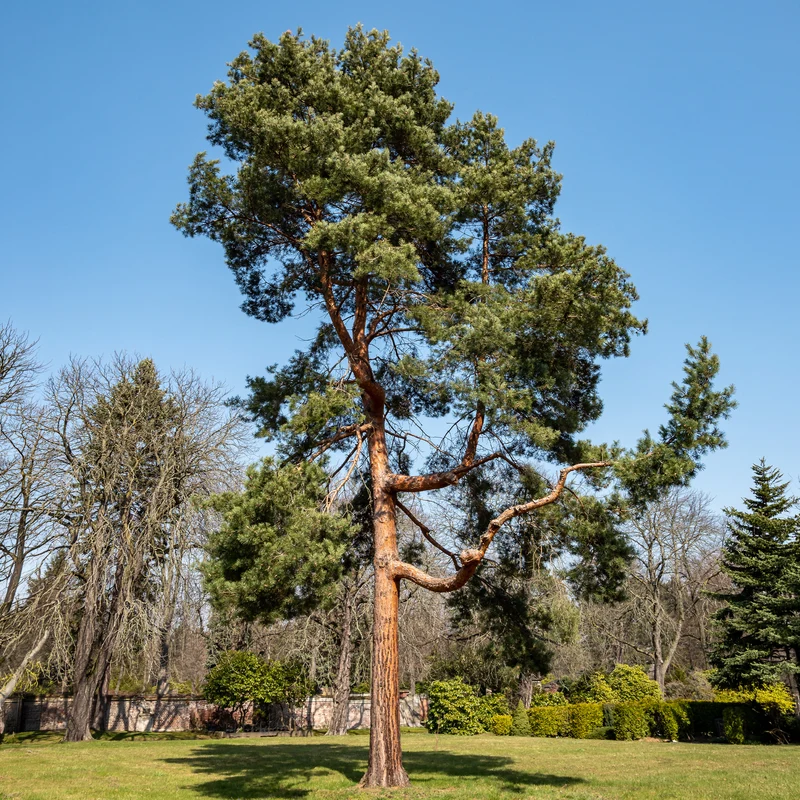 Pin sylvestre