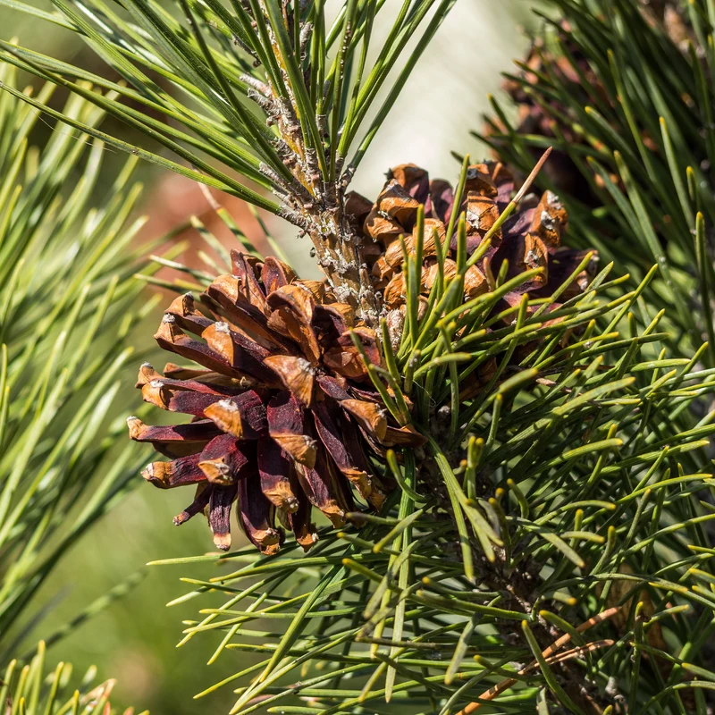Pin sylvestre