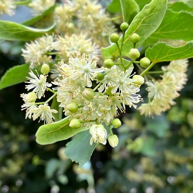 Tilleul à petites feuilles