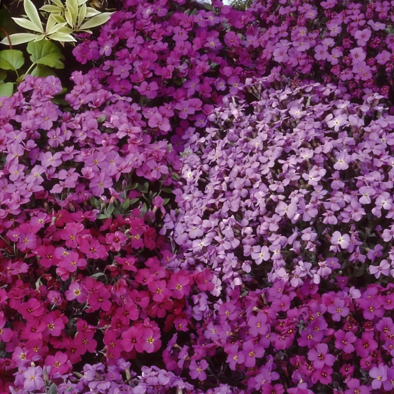 Aubriètes vivaces Cascade en mélange