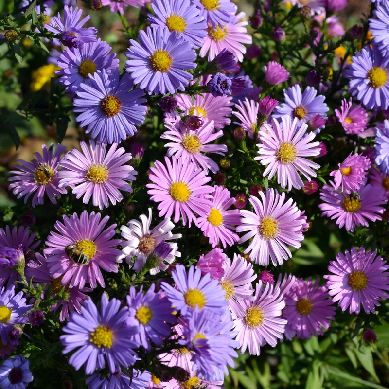 Aster vivace des Alpes en mélange