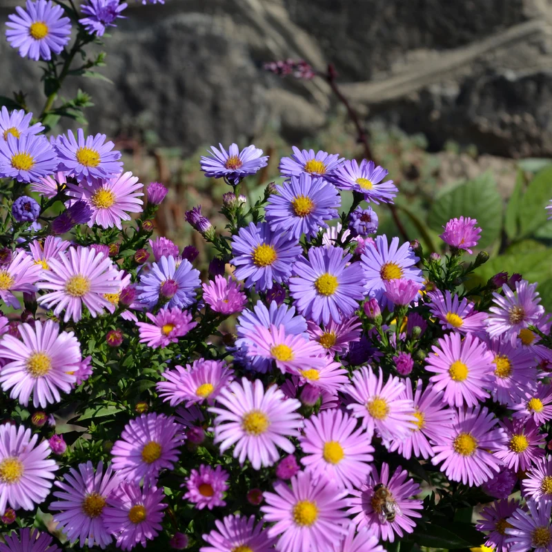 Aster vivace des Alpes en mélange