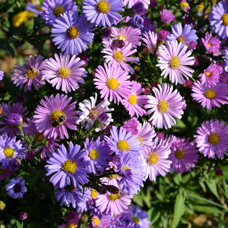 Aster vivace des Alpes en mélange