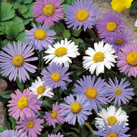 Aster vivace des Alpes en mélange