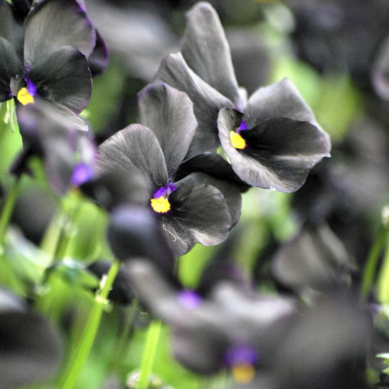 Violette cornue Molly Sanderson - Pensée