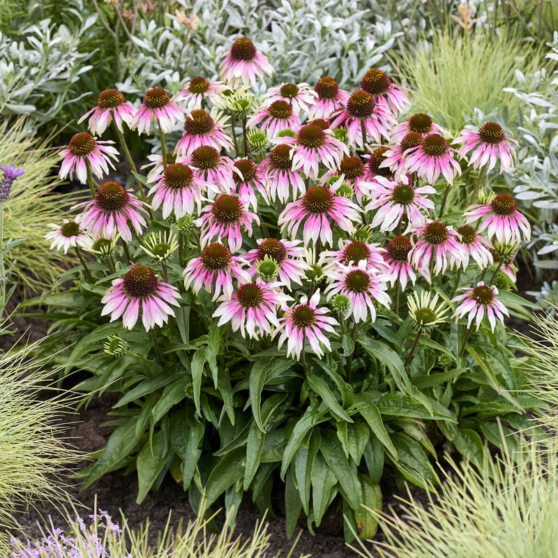 Echinacée spécial White purple