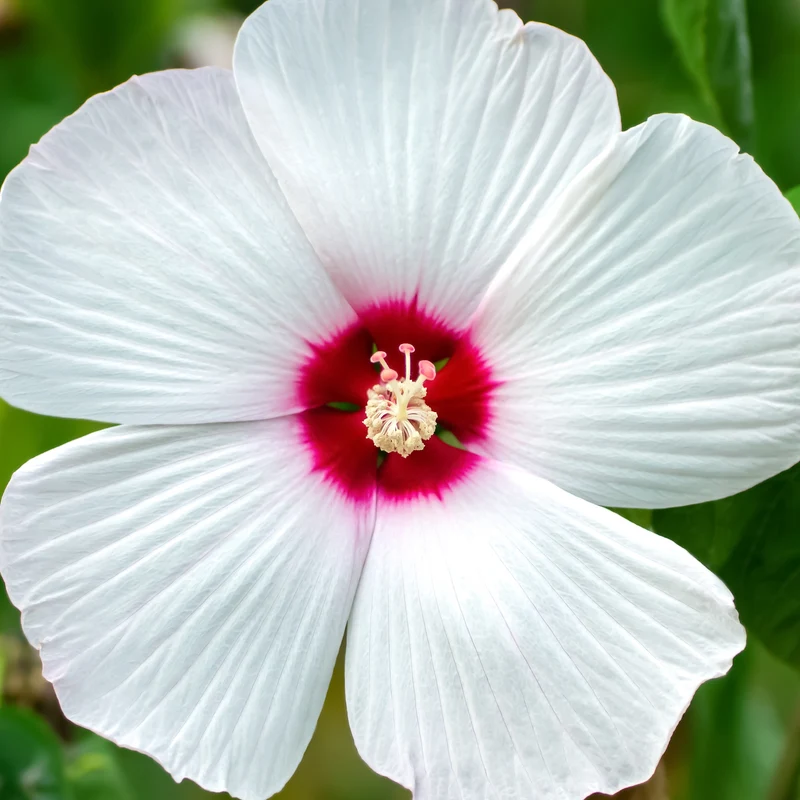Hibiscus des marais Luna White
