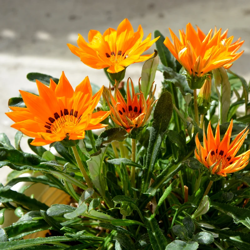 Gazania orange