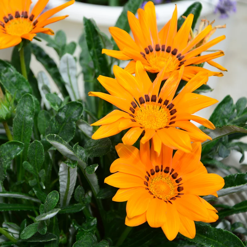 Gazania orange