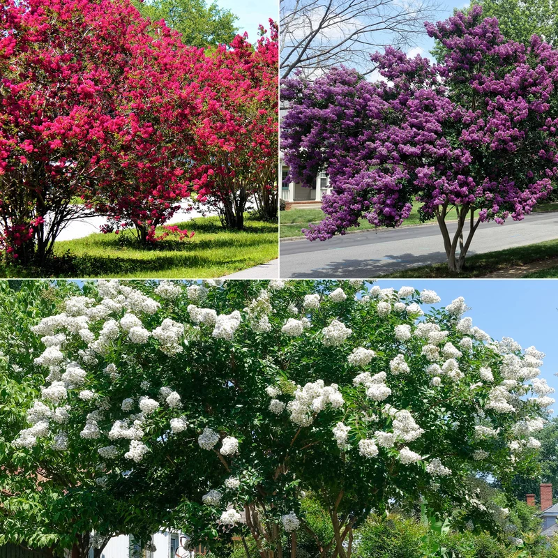 Collection de 3 Lilas des Indes : rouge, violet, blanc