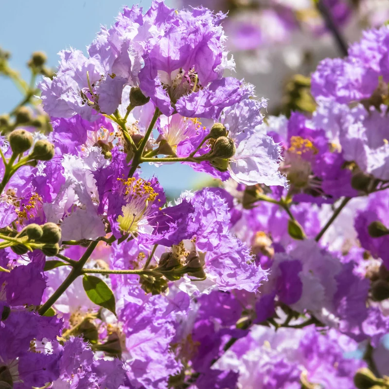Collection de 3 Lilas des Indes : rouge, violet, blanc