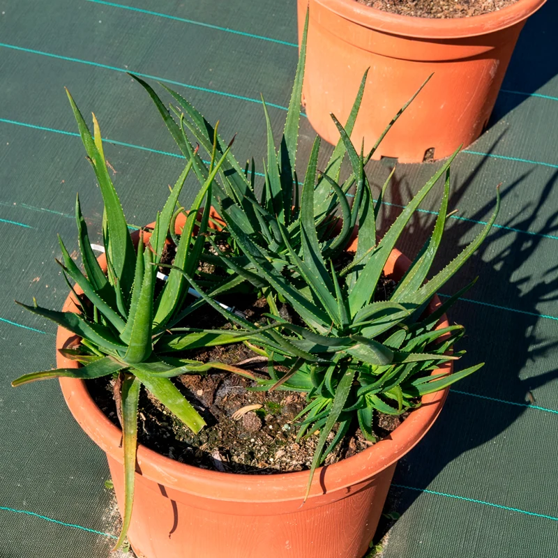 Aloe Safari Sunrise