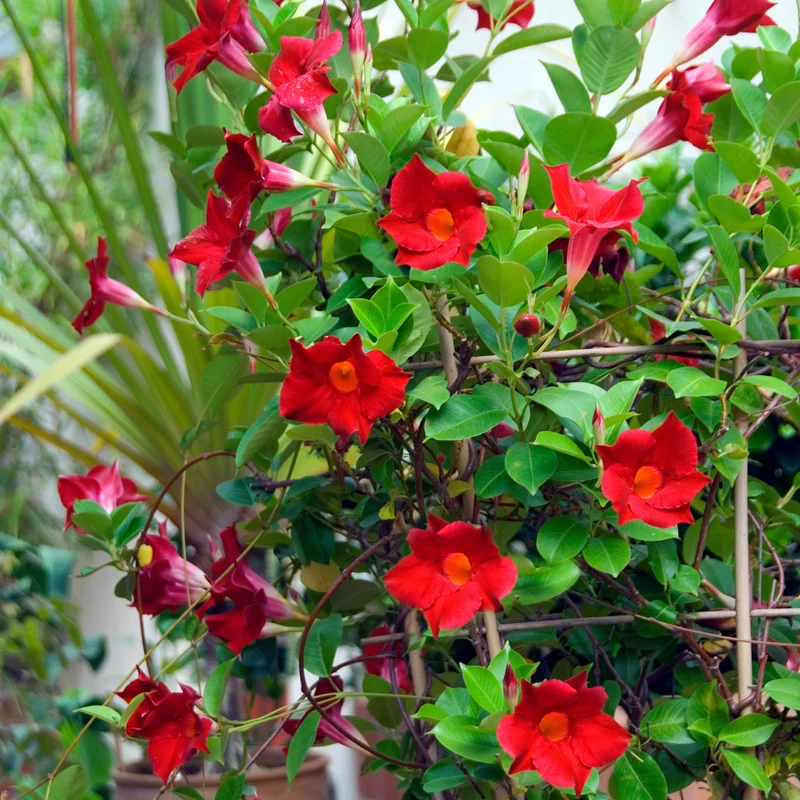 Jasmin du Brésil Dipladénia