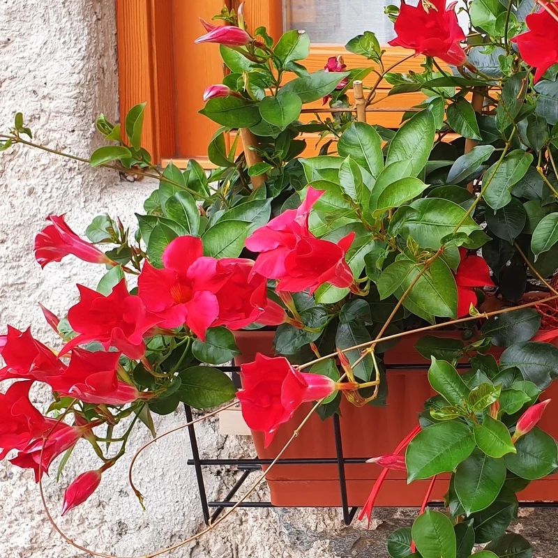 Jasmin du Brésil Dipladénia