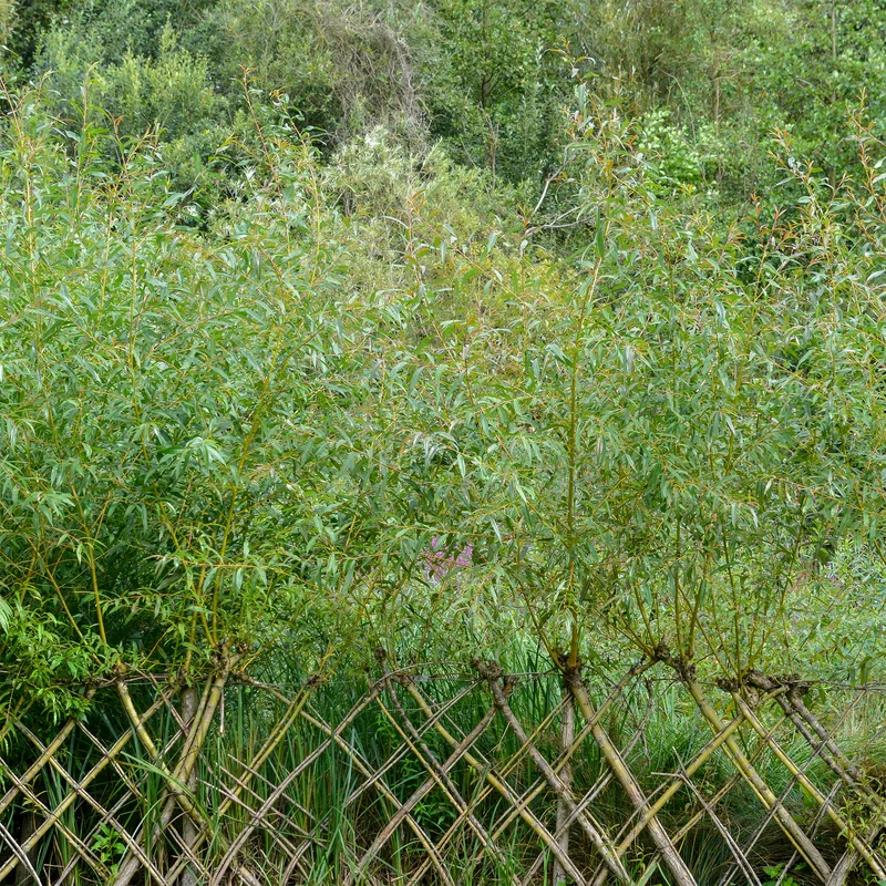Saule - Osier brun