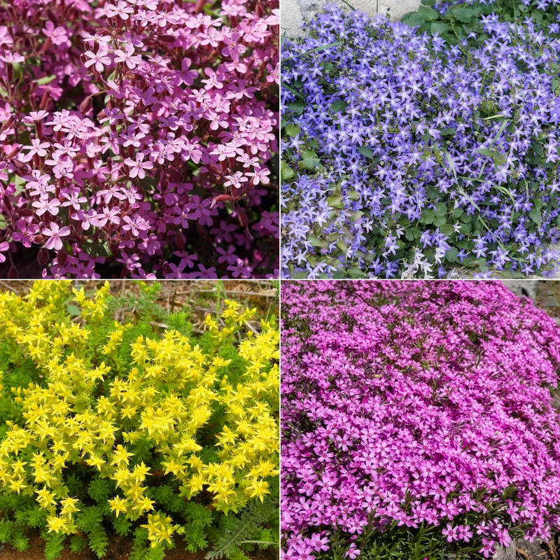 Collection de 15 plantes vivaces rampantes - 2 m²