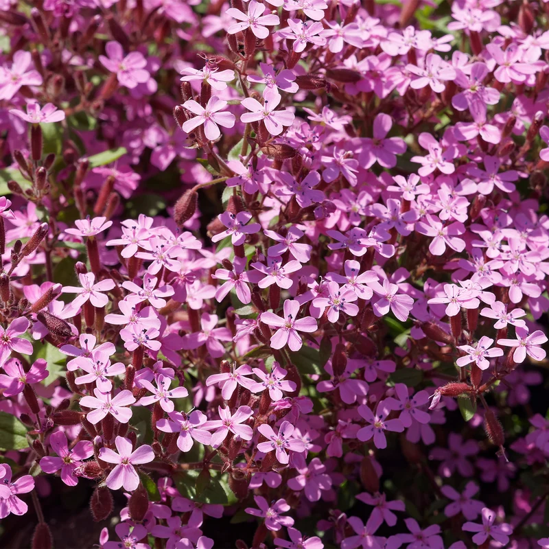 Collection de 15 plantes vivaces rampantes - 2 m²
