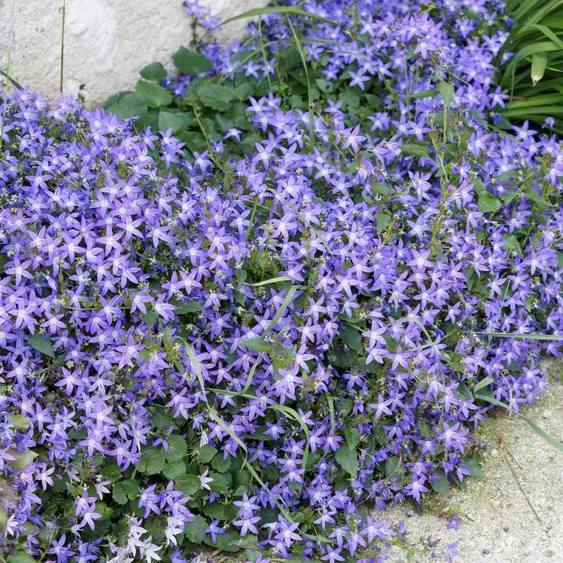 Collection de 15 plantes vivaces rampantes - 2 m²