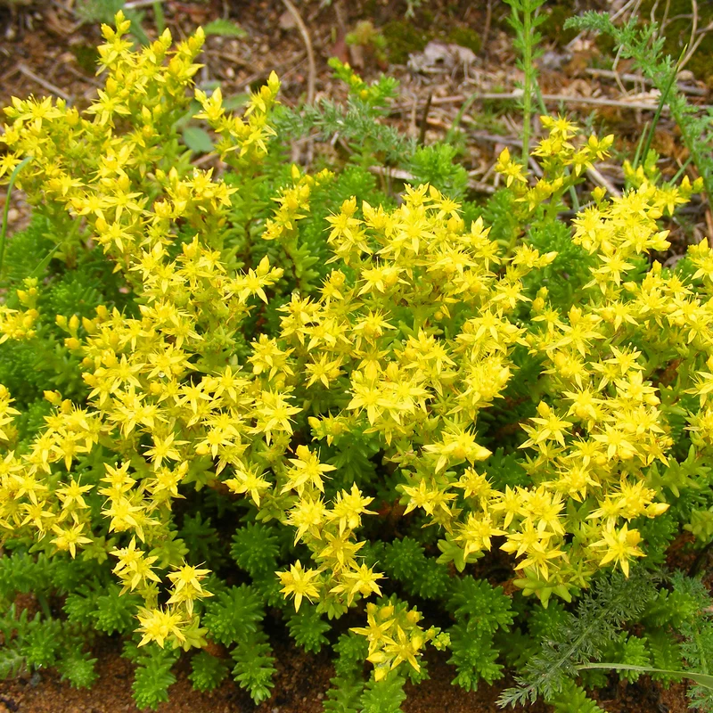 Collection de 15 plantes vivaces rampantes - 2 m²