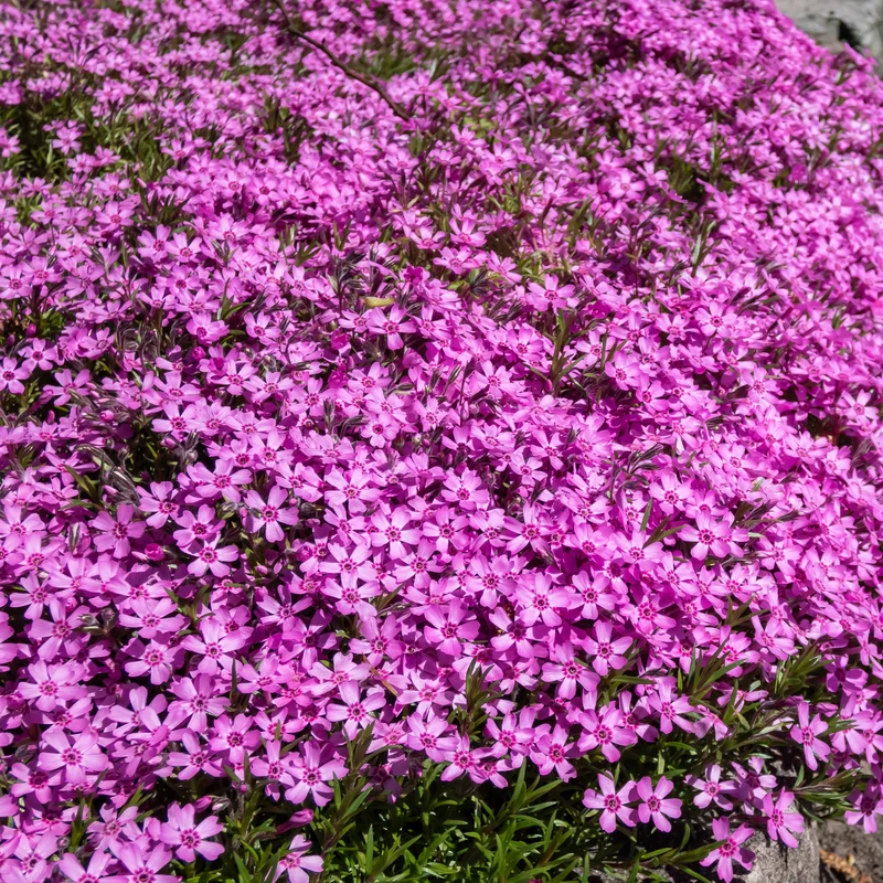 Collection de 15 plantes vivaces rampantes - 2 m²