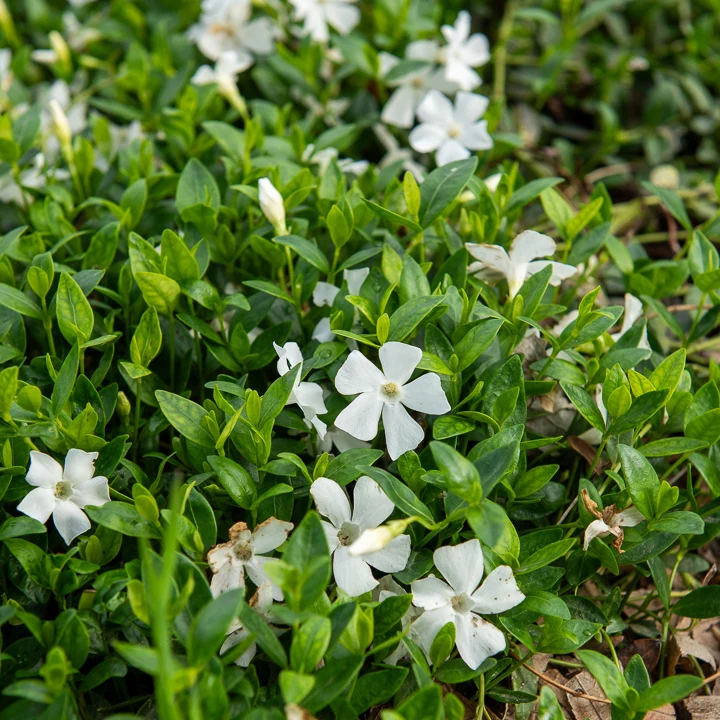 Petite pervenche Gertrude Jekyll