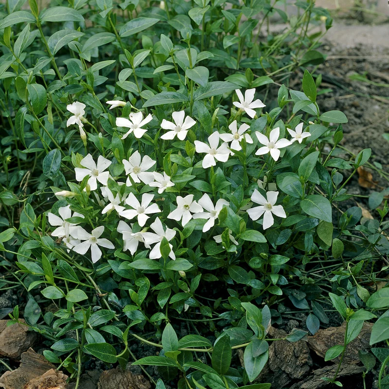 Petite pervenche Gertrude Jekyll