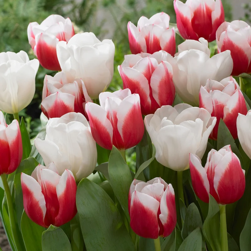 10 Tulipes Red snow en mélange