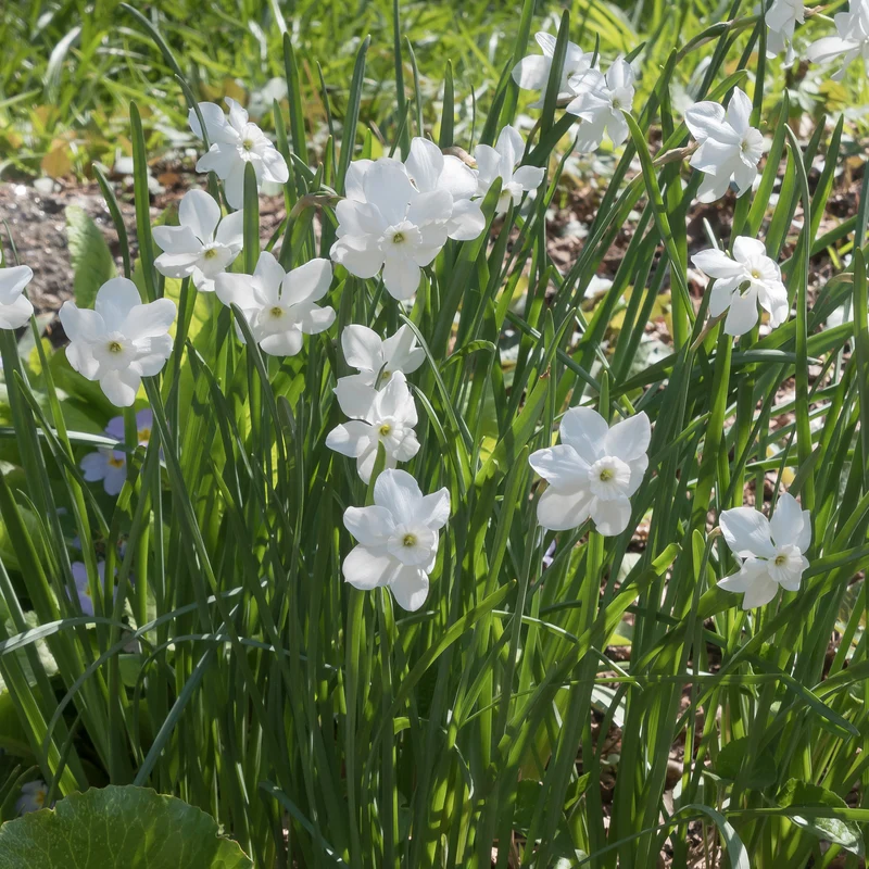 5 Mini-narcisses Princess Zaide