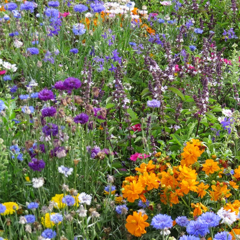 Fleurs mellifères et papillons variés en mélange