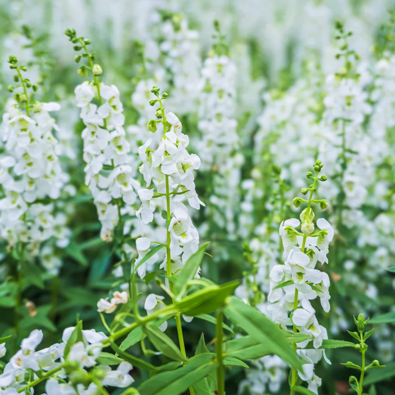 Angélonia blanche