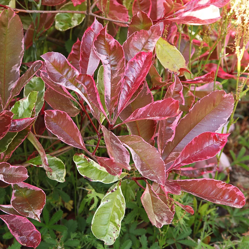 Photinia fraseri Louise