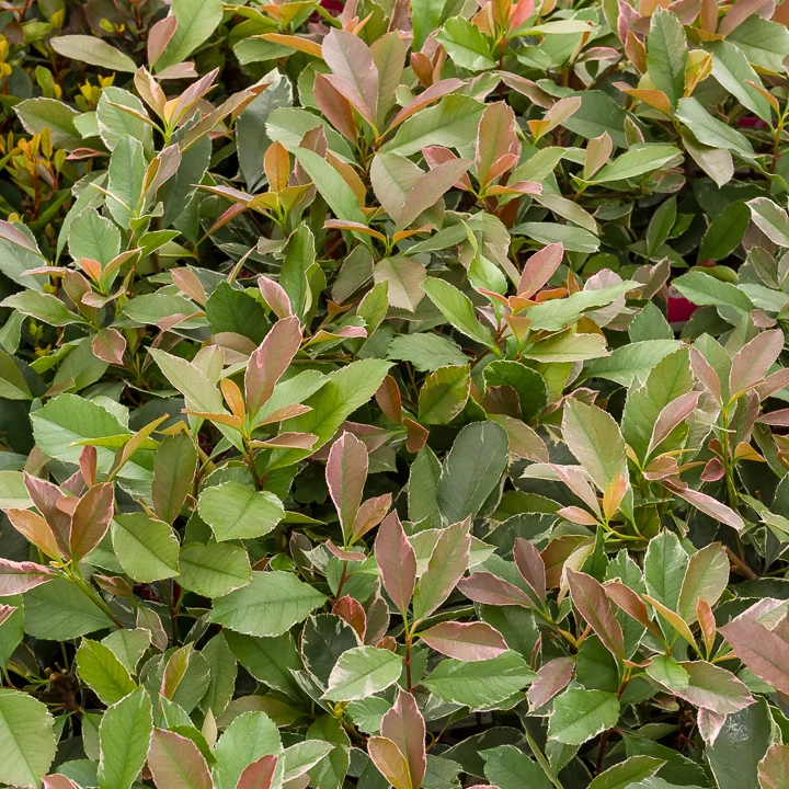 Photinia fraseri Louise