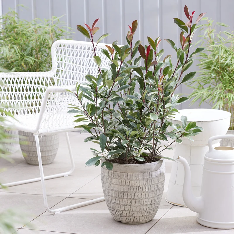 Photinia fraseri Louise