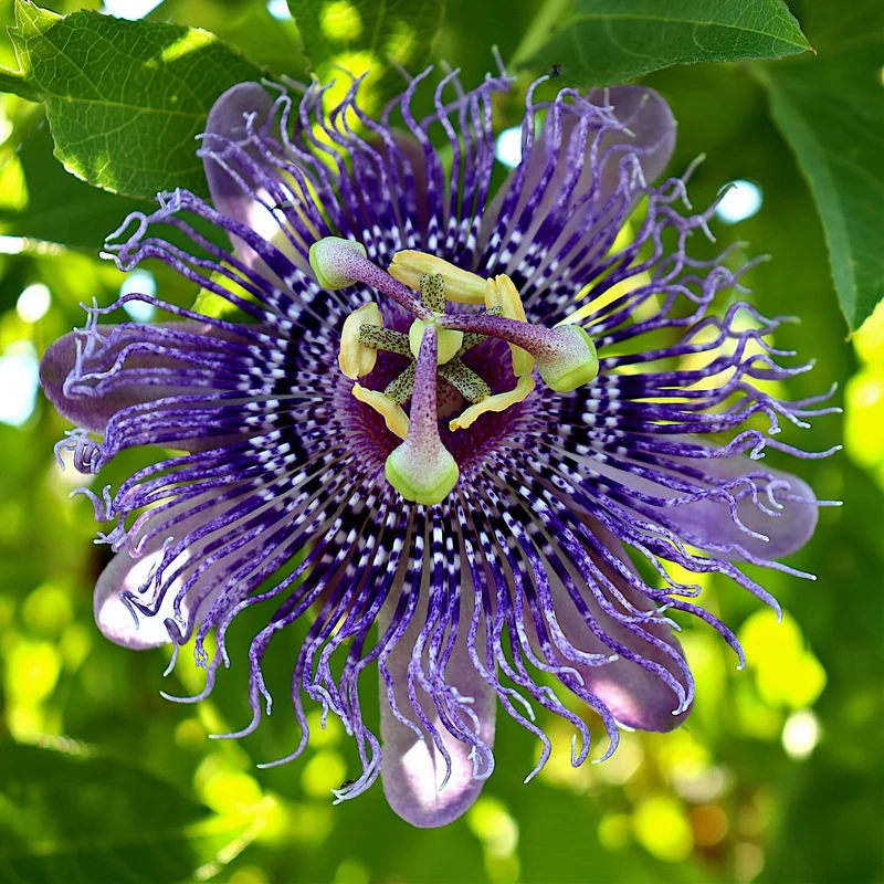 Passiflore officinale