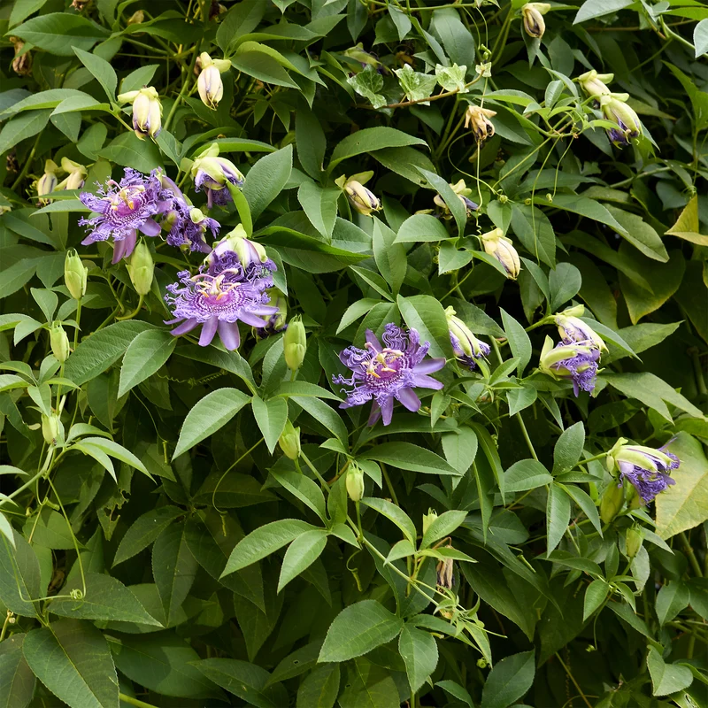 Passiflore officinale