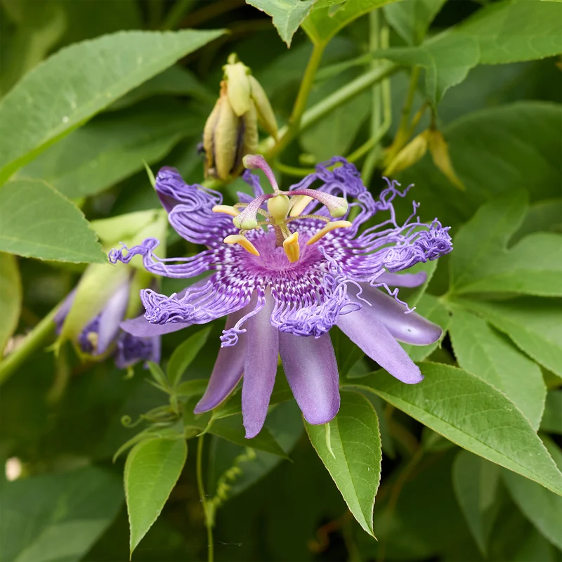 Passiflore officinale
