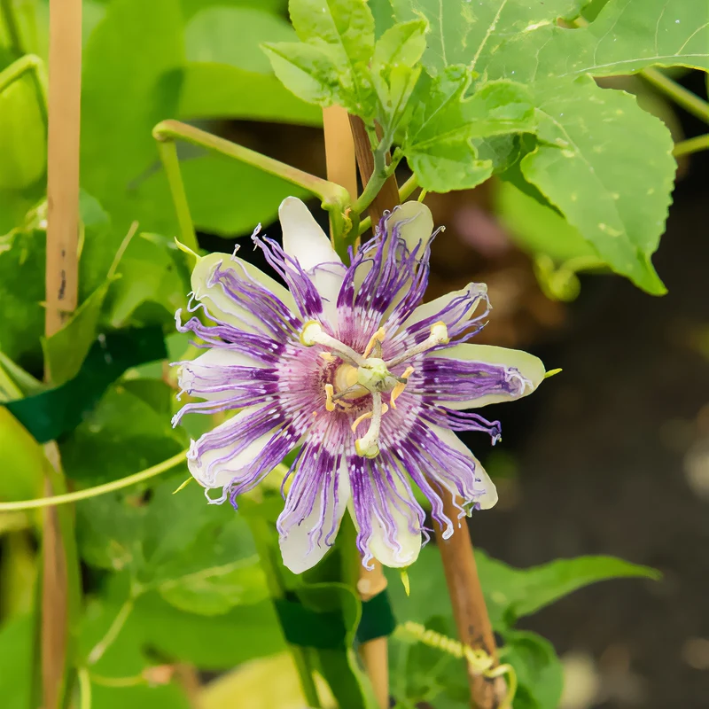 Passiflore officinale