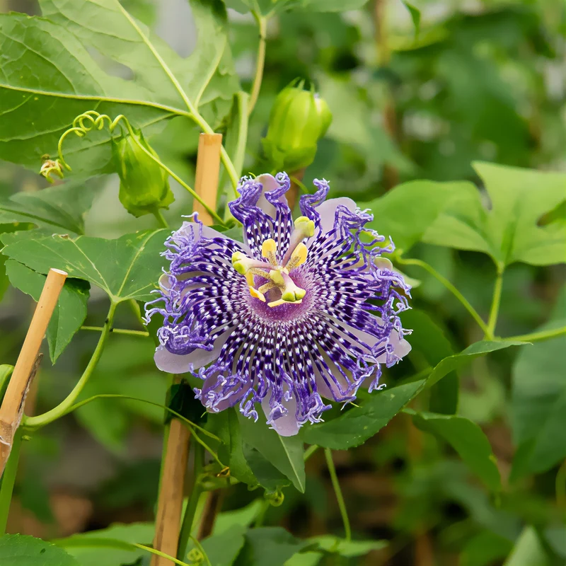 Passiflore Fata Confetto