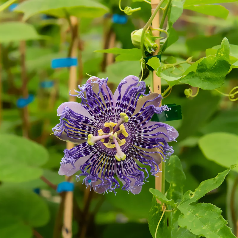 Passiflore Fata Confetto