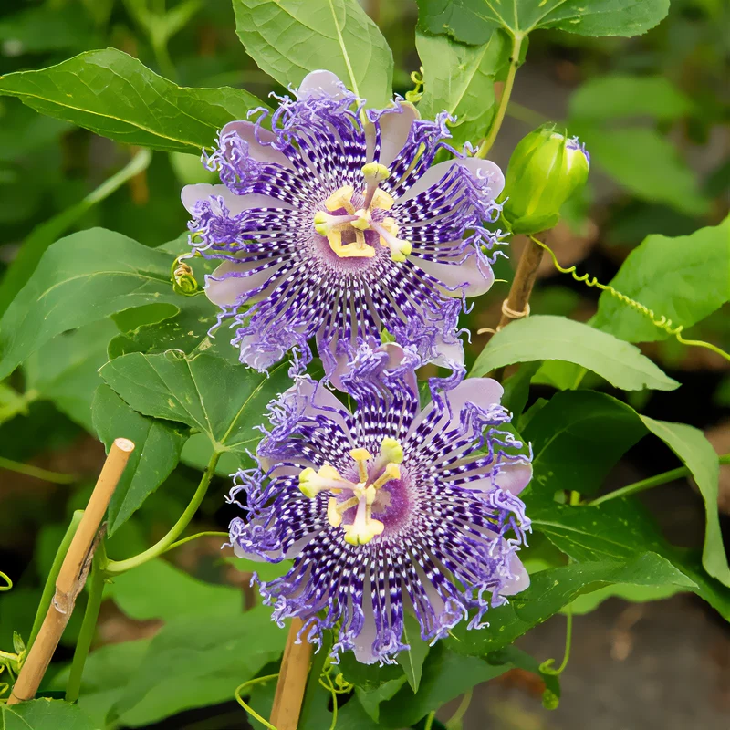 Passiflore Fata Confetto
