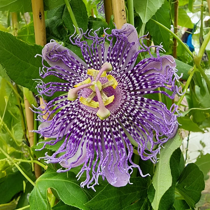Passiflore Fata Confetto