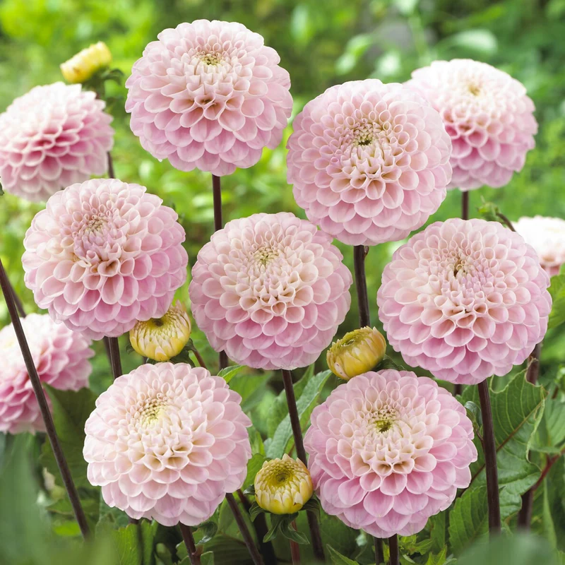 Dahlia ball Wizard of Oz