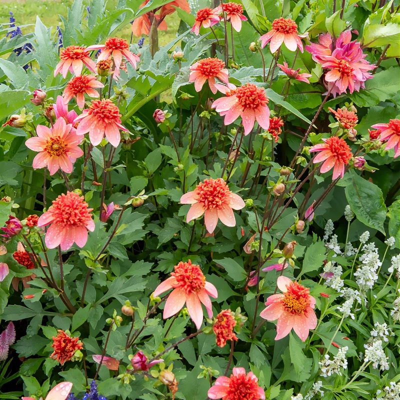 Dahlia anémone Totally Tangerine