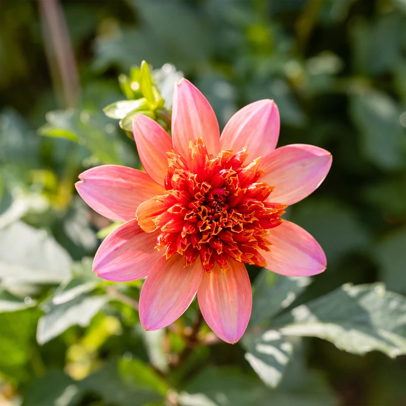 Dahlia anémone Totally Tangerine