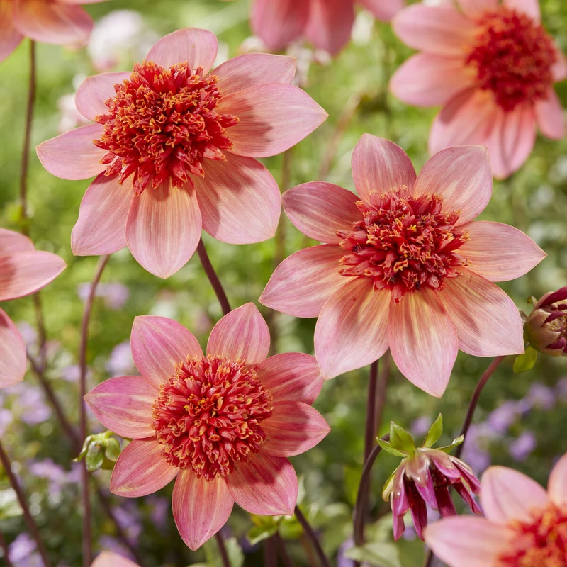 Dahlia anémone Totally Tangerine