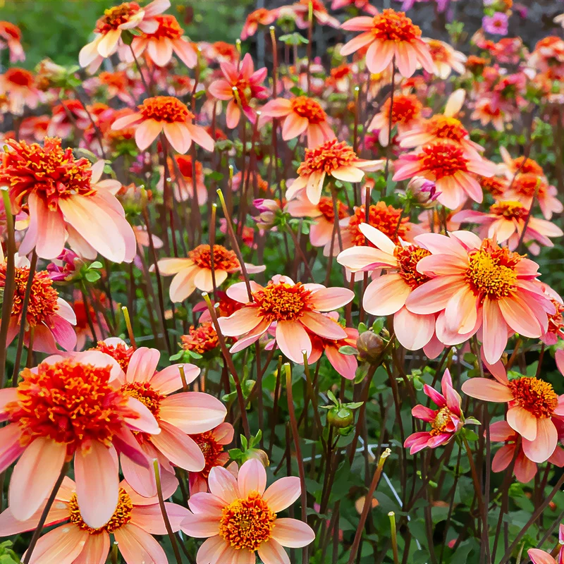 Dahlia anémone Totally Tangerine
