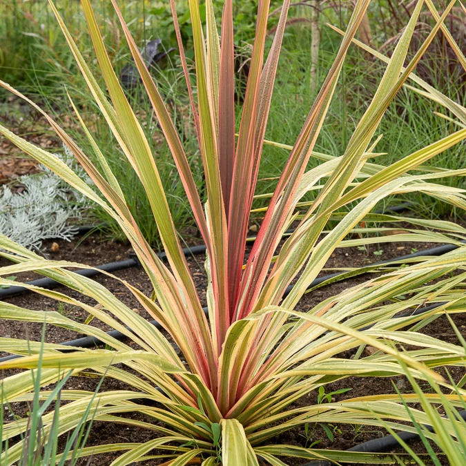Cordyline australe Can Can®