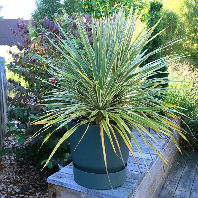 Cordyline australe Fantasy ®