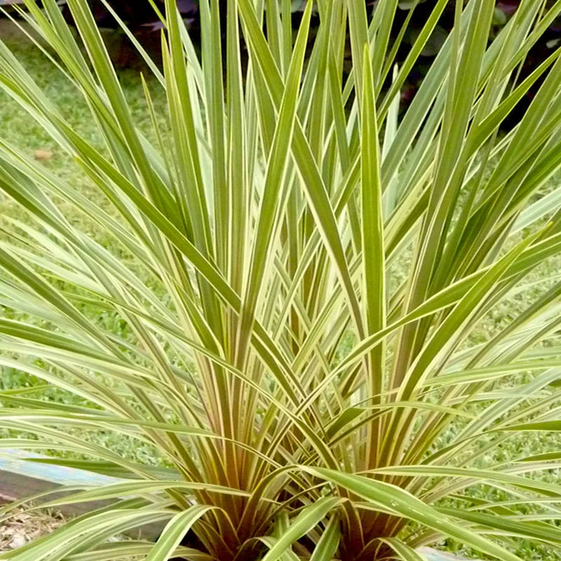 Cordyline australe Fantasy ®